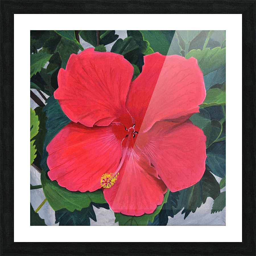 hibiscus Picture Frame print