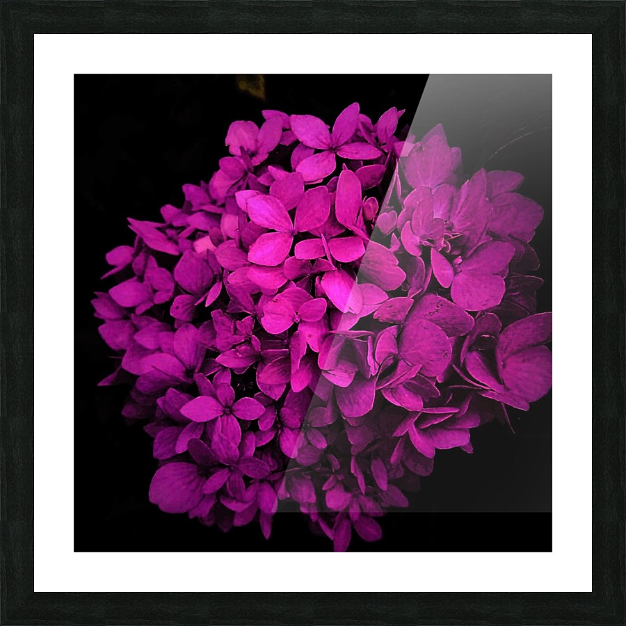 purple hydrangea Picture Frame print