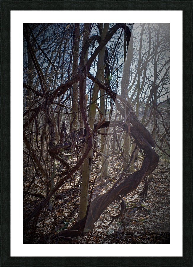 Dancing vines3 Picture Frame print