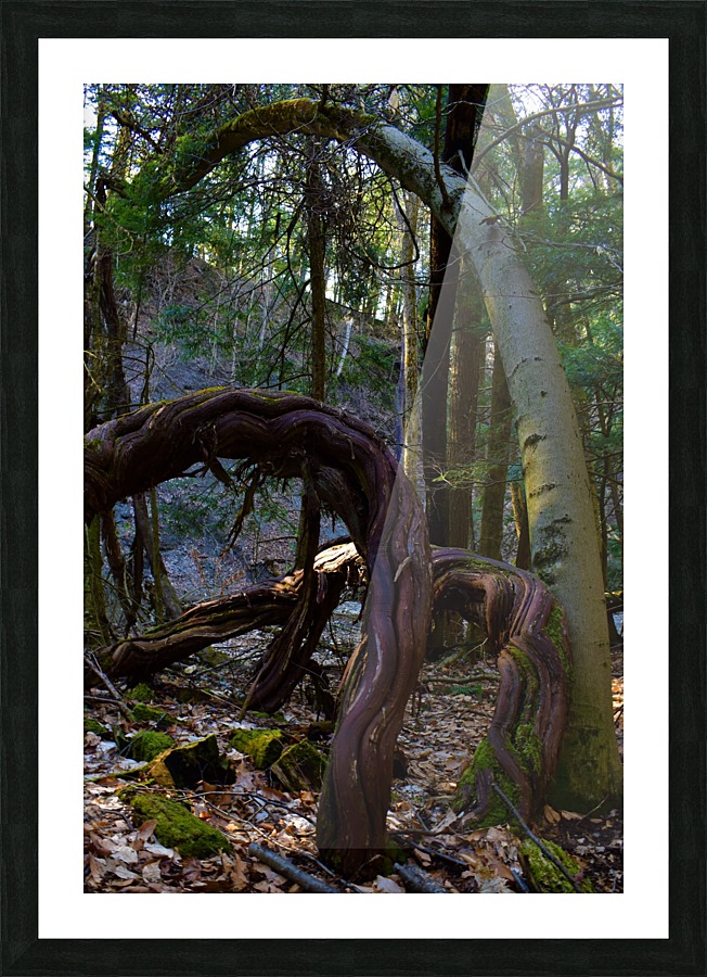 Dancing vines1 Picture Frame print