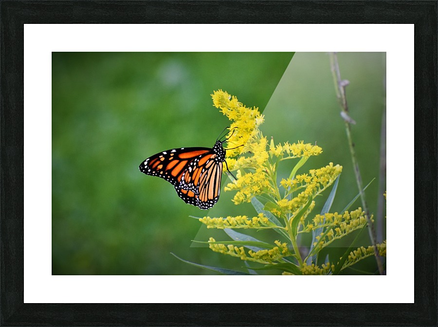 monarch butterfly Picture Frame print