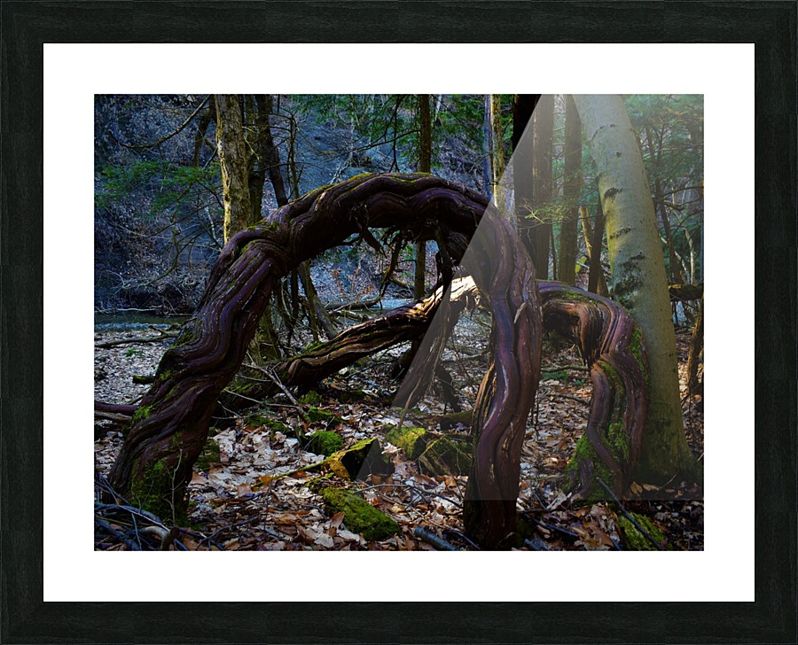 Dancing vines2 Picture Frame print