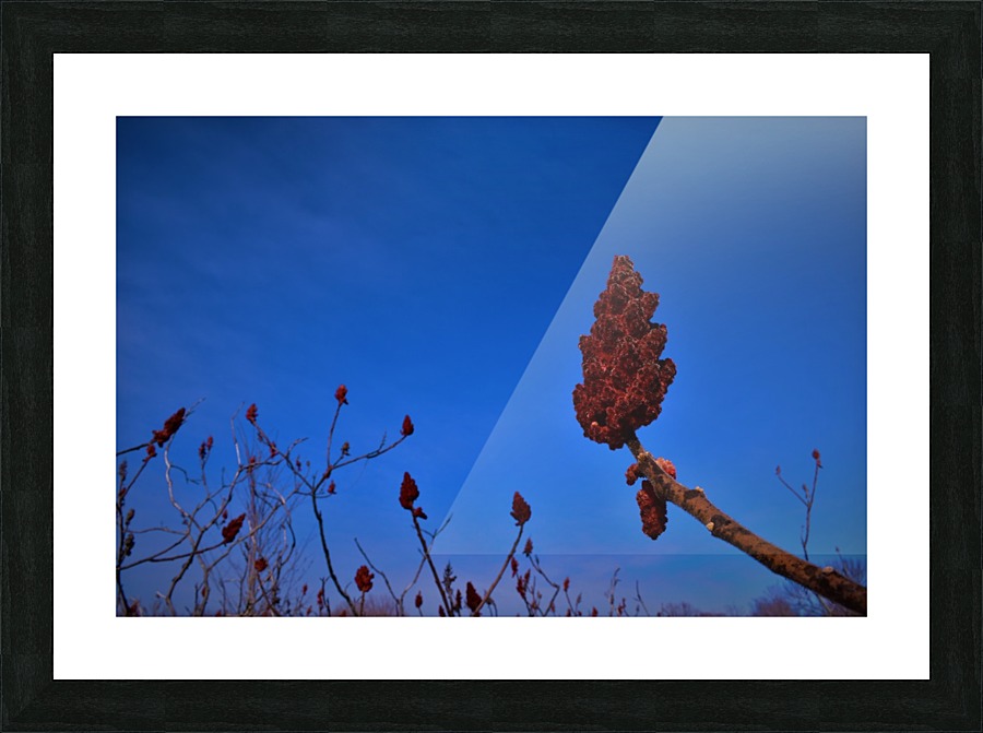Sumac Picture Frame print