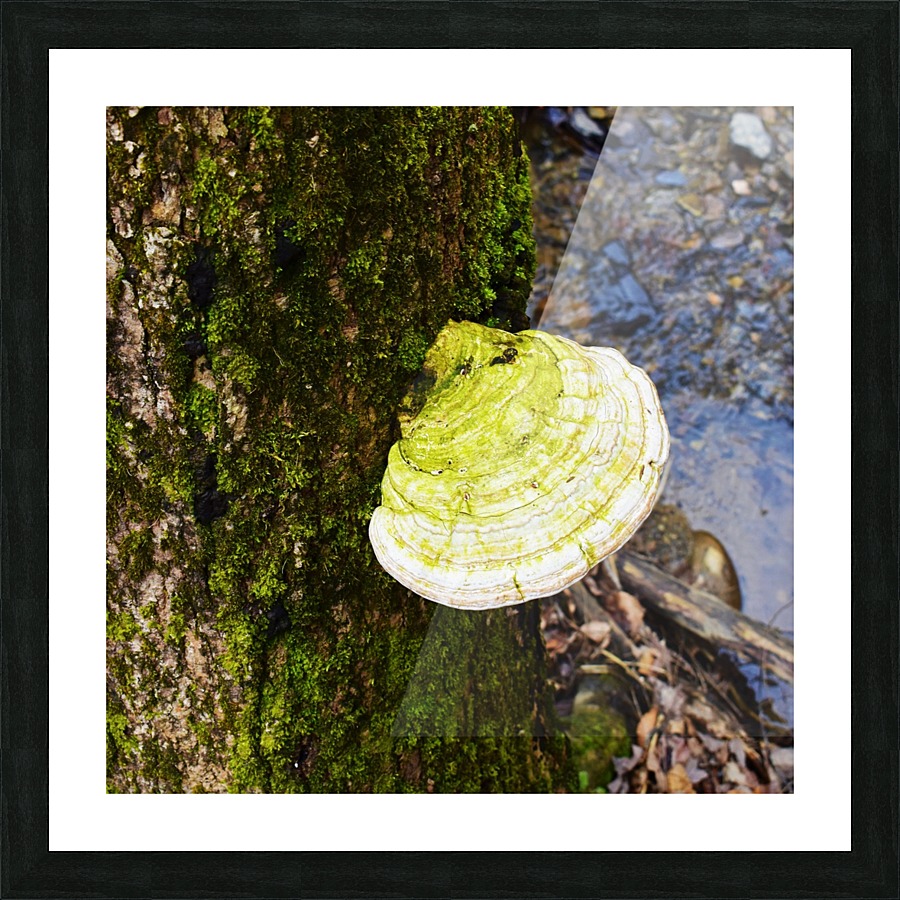 Moss Picture Frame print