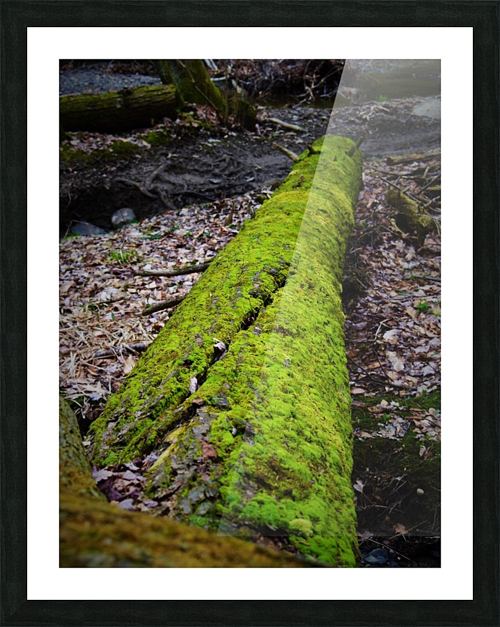 Mossy tree Picture Frame print