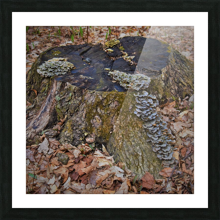 Tree stump Picture Frame print