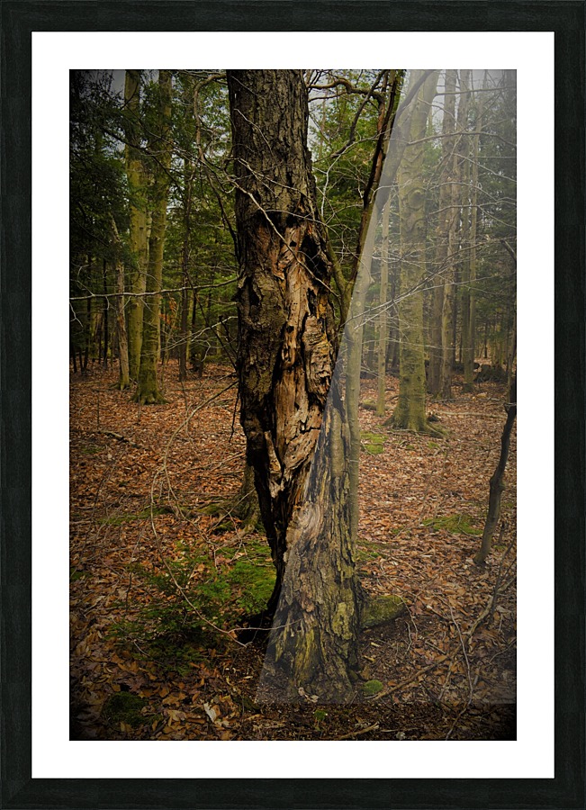 Faces in the woods Picture Frame print