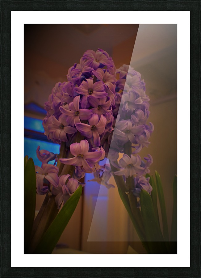 MirrorimageHyacinth Picture Frame print