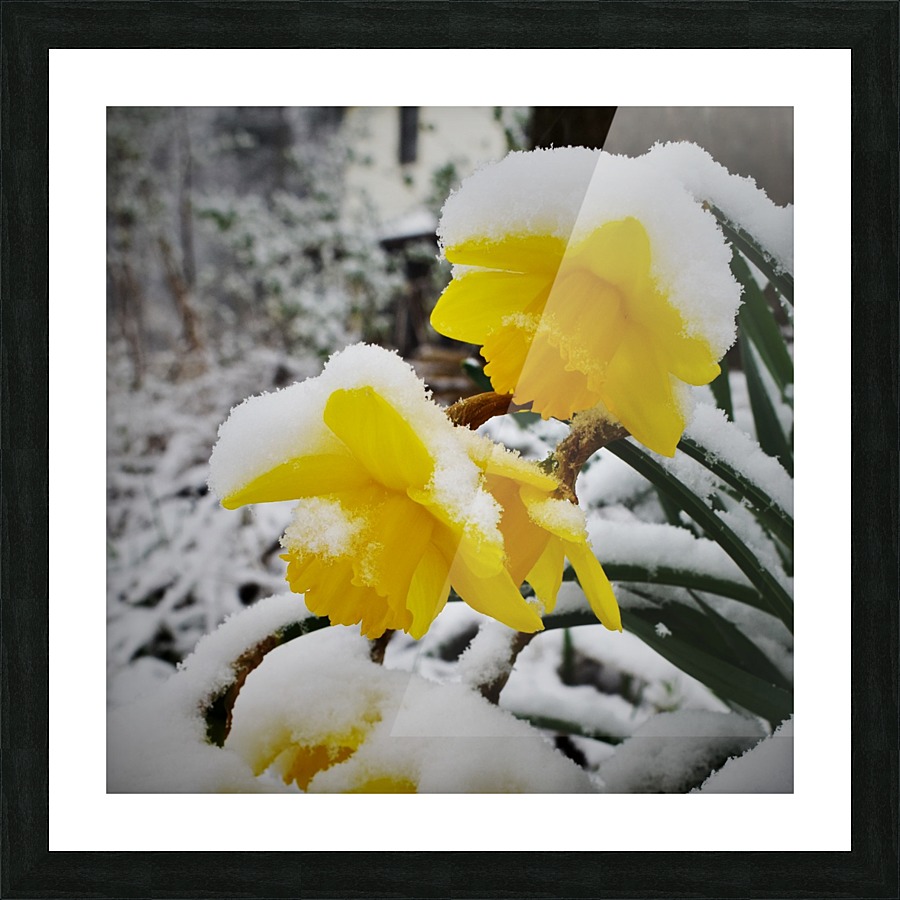 SnowyDaffodils Picture Frame print