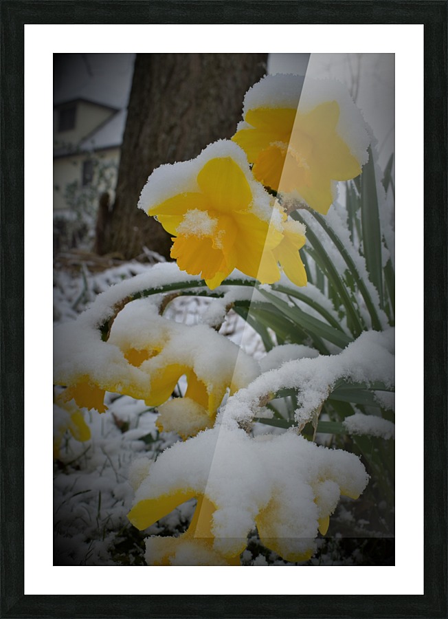 SnowyDaffodils2 Picture Frame print