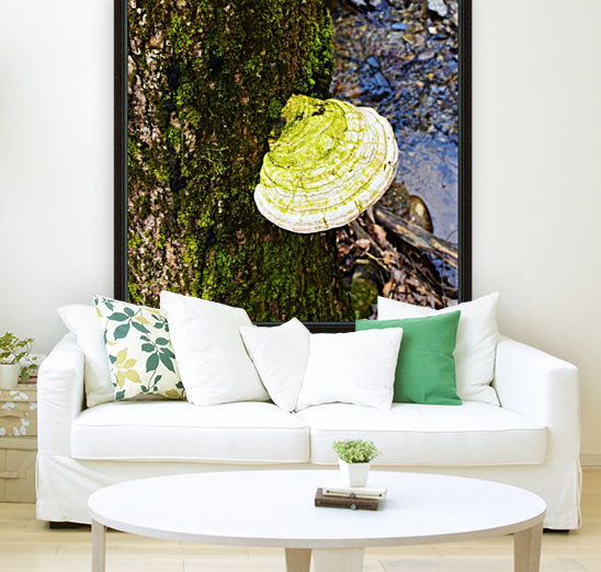 Moss Reproduction
