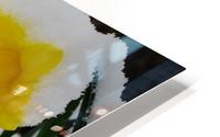 SnowyDaffodils HD Metal print