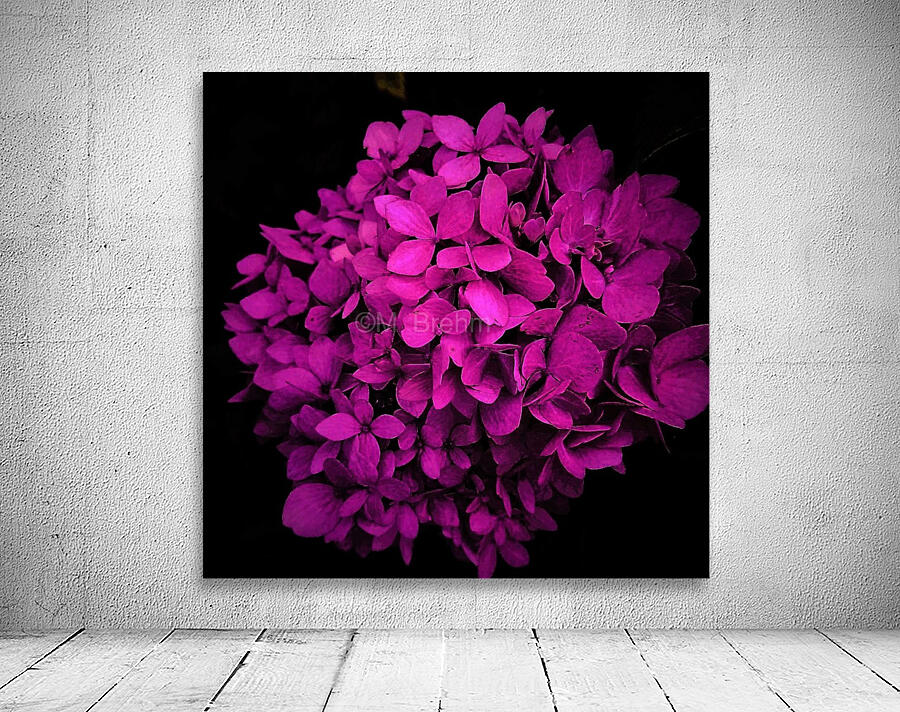 purple hydrangea Wall Preview