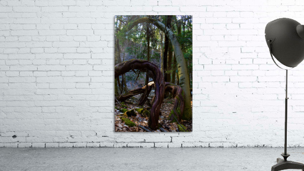 Dancing vines1 Wall Preview