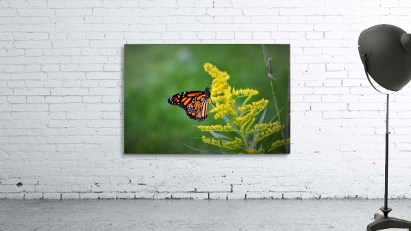 monarch butterfly Wall Preview