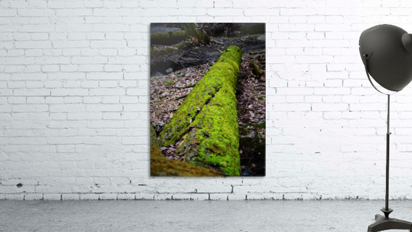 Mossy tree Wall Preview