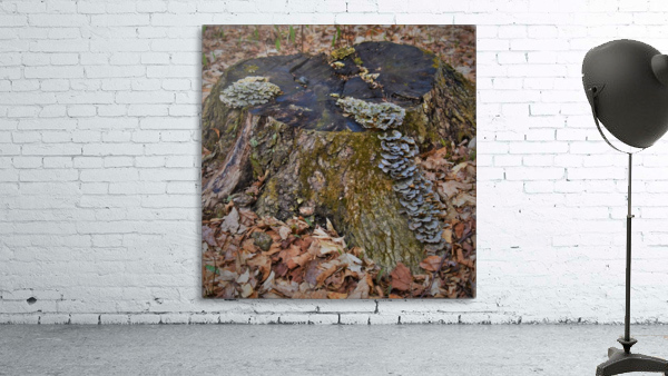 Tree stump Wall Preview