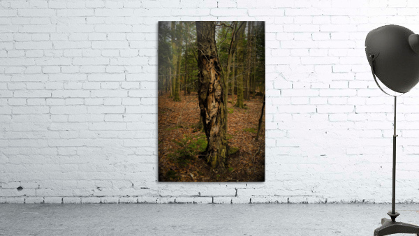 Faces in the woods Wall Preview