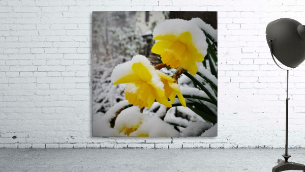 SnowyDaffodils Wall Preview
