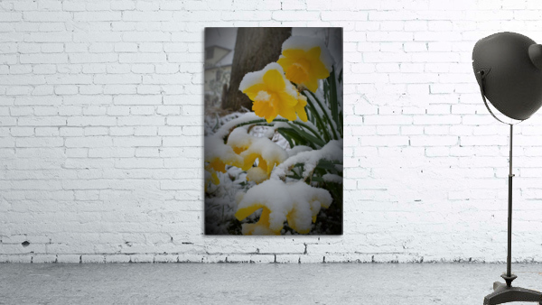 SnowyDaffodils2 Wall Preview