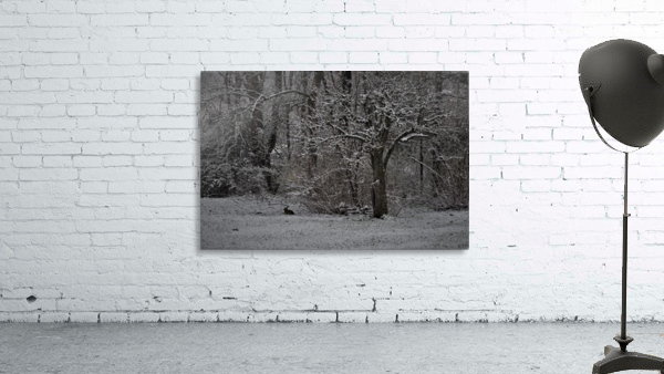 RabbitbyPeartree Wall Preview