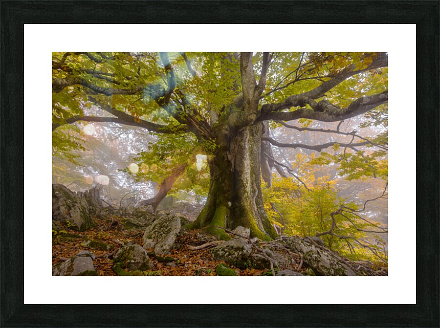 P1037486 Picture Frame print