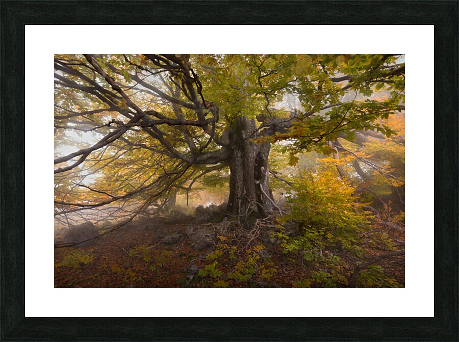 P1037471 Picture Frame print