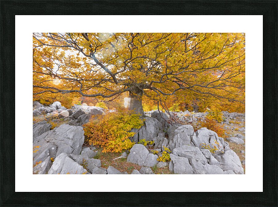 P1037610 Picture Frame print