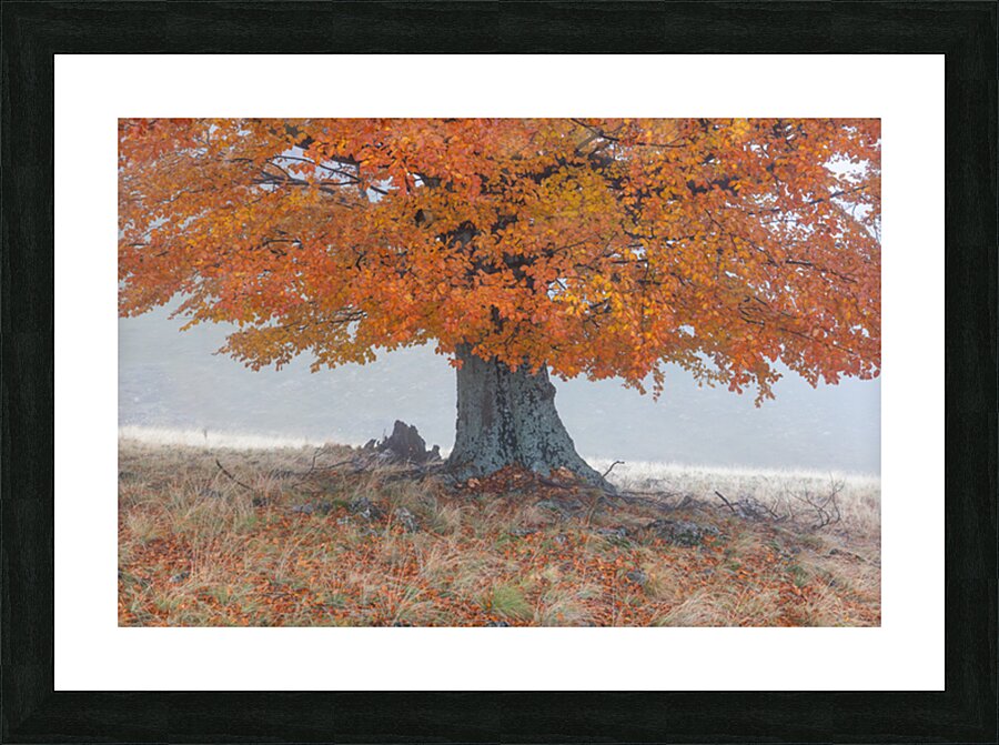 P1037972 Picture Frame print