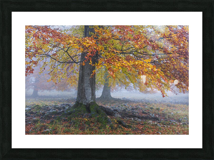 P1037910 2 Picture Frame print