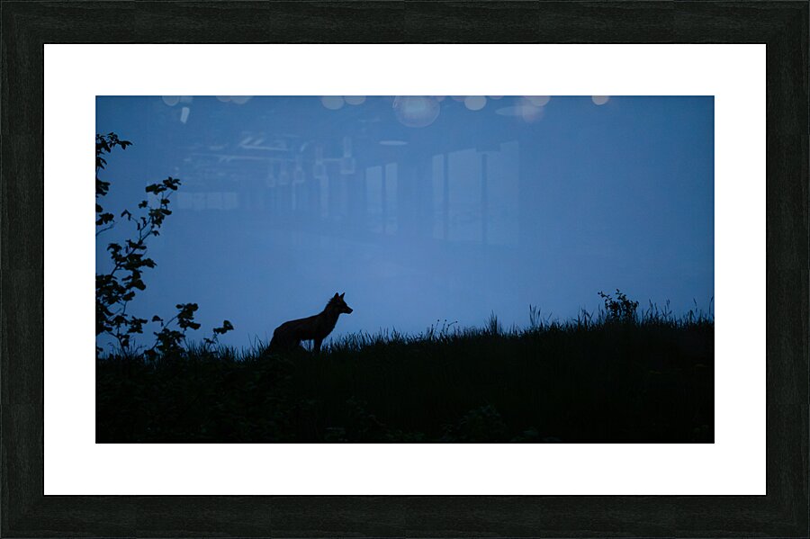 Fox 1 Picture Frame print