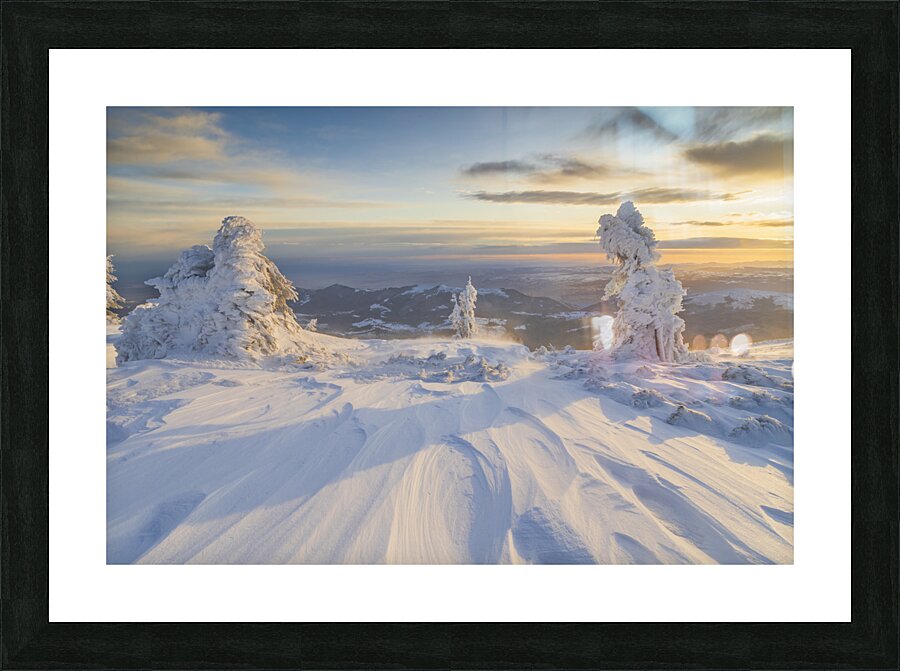 Tree 1 W Picture Frame print