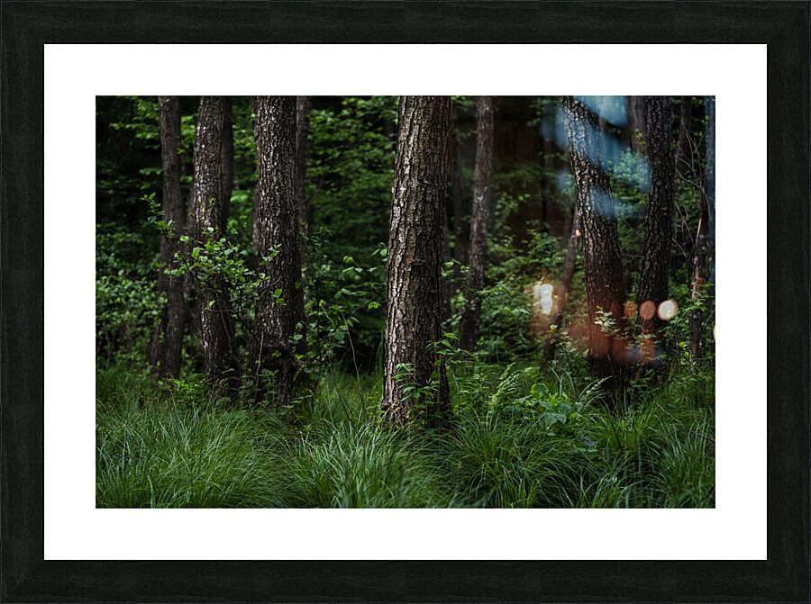forest 3 Picture Frame print