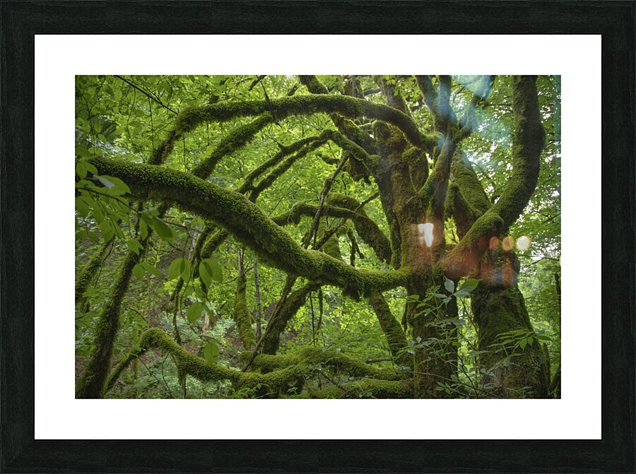 Tree 2 W Picture Frame print