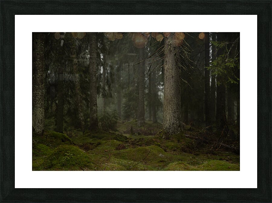 Forest 5 Picture Frame print