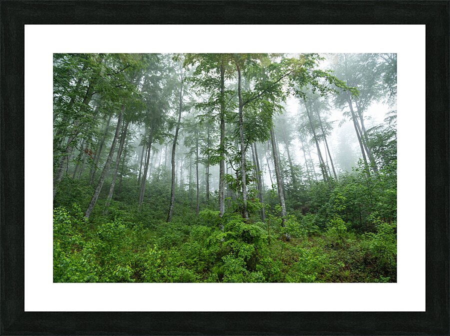 Forest 4 Picture Frame print