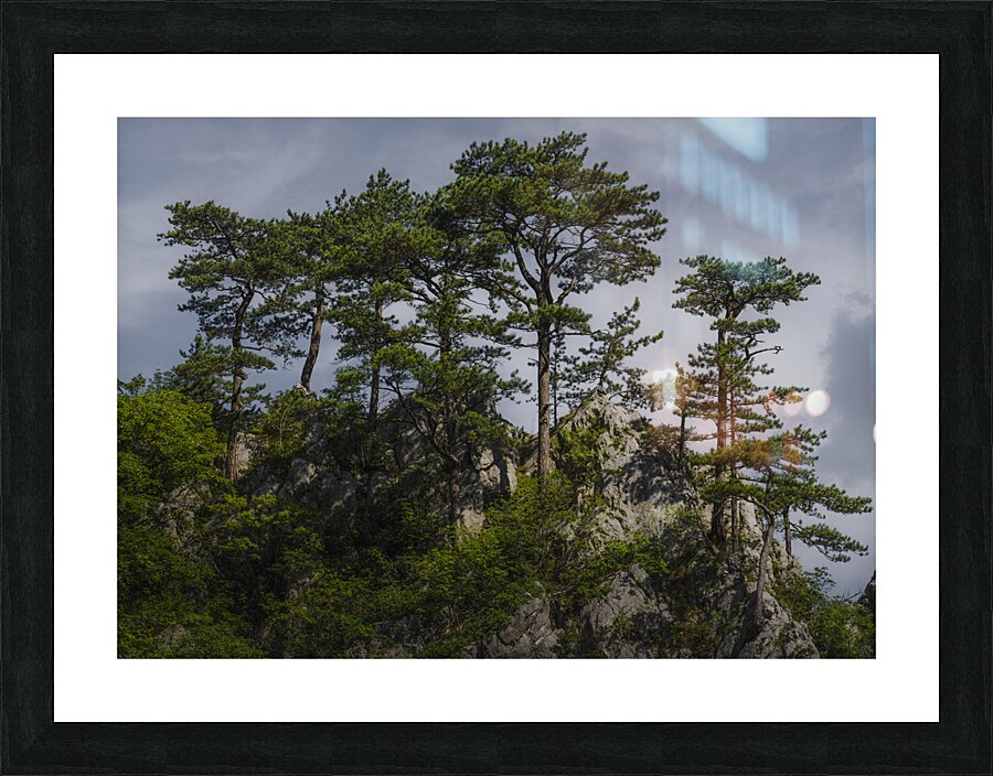 Forest 9 Picture Frame print