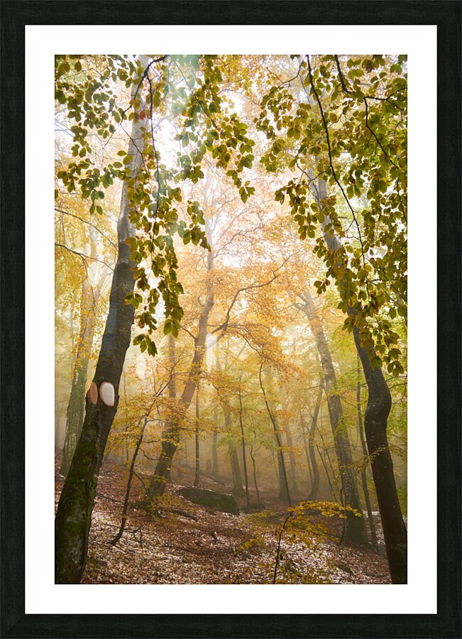 forest 32 Picture Frame print