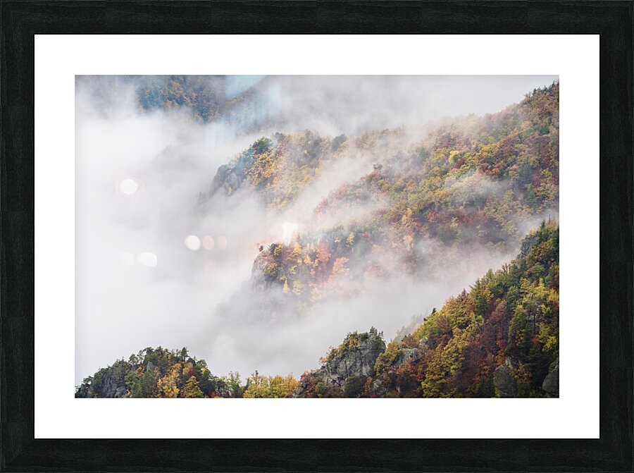 forest 35 W Picture Frame print