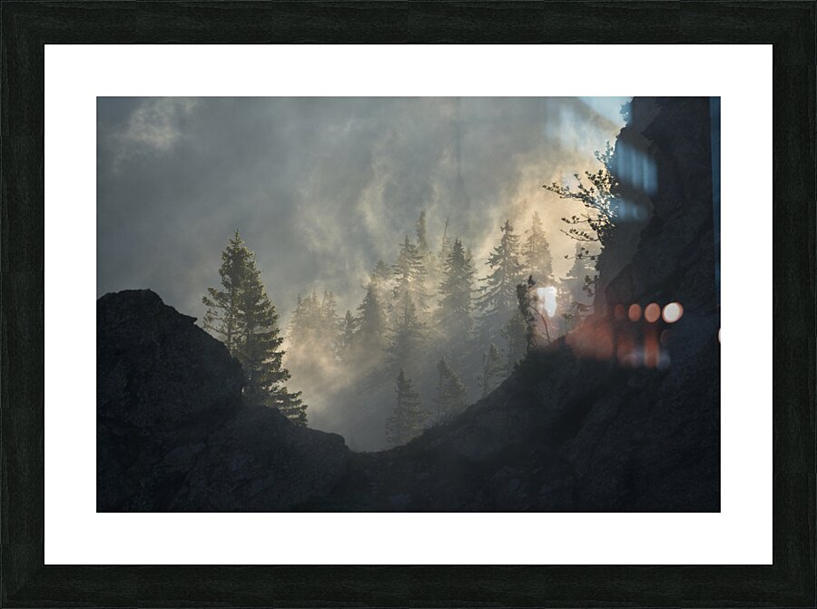 forest 29 W Picture Frame print