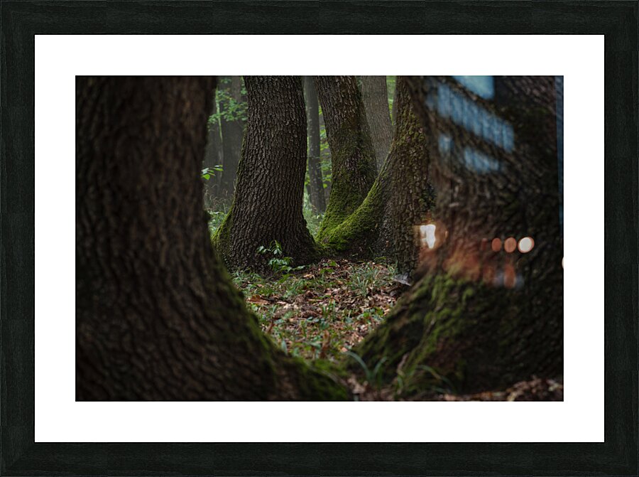 forest 11 W Picture Frame print