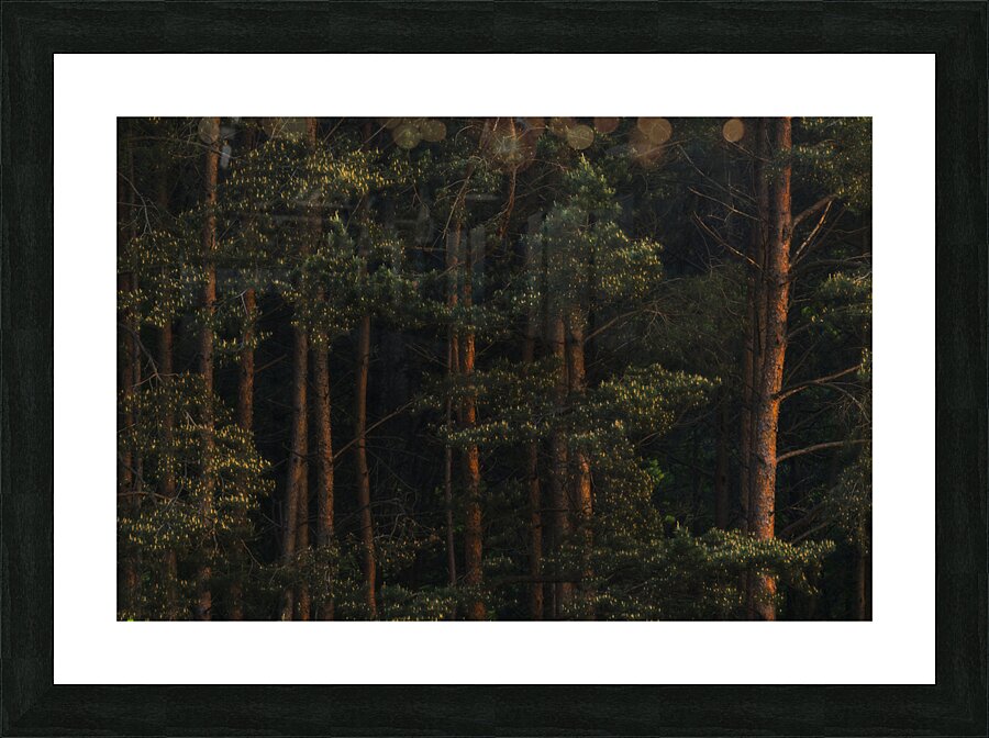forest 25 big W Picture Frame print