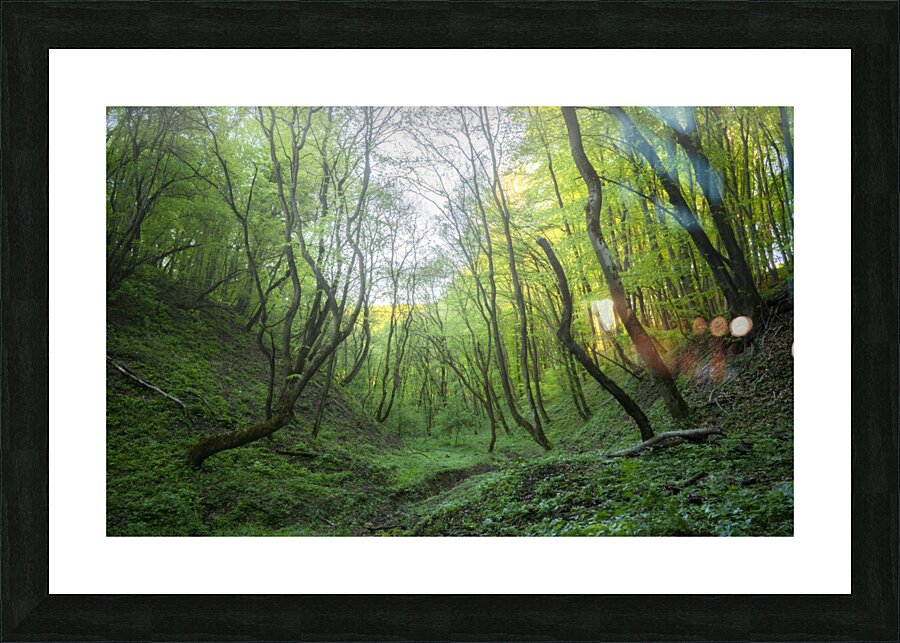 forest 24 W Picture Frame print