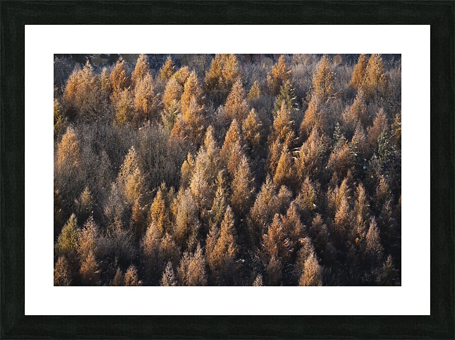 forest 16 W Picture Frame print