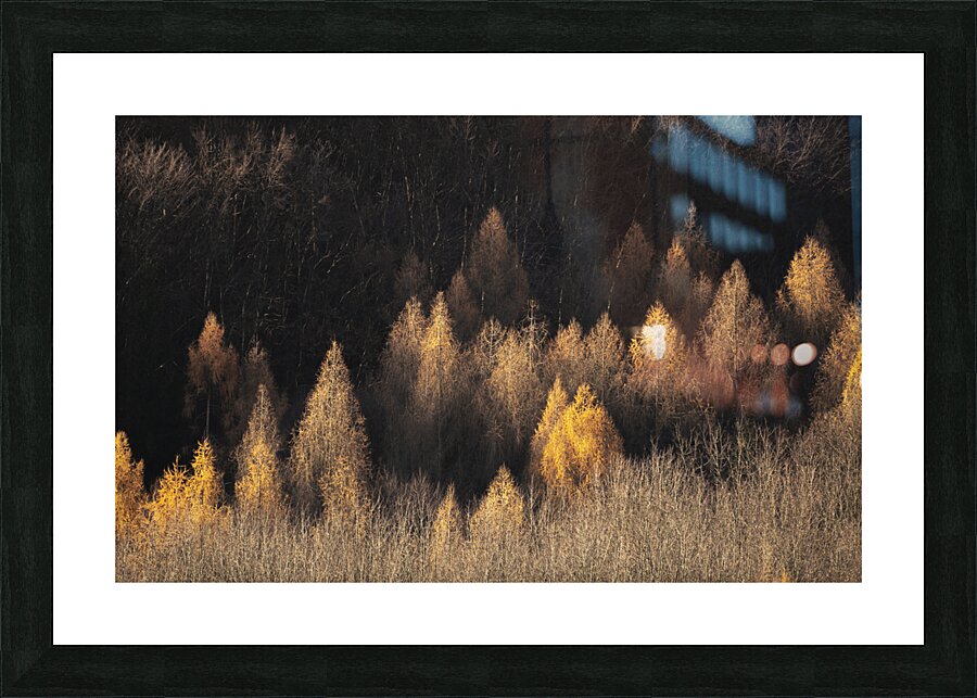 forest 17 Picture Frame print