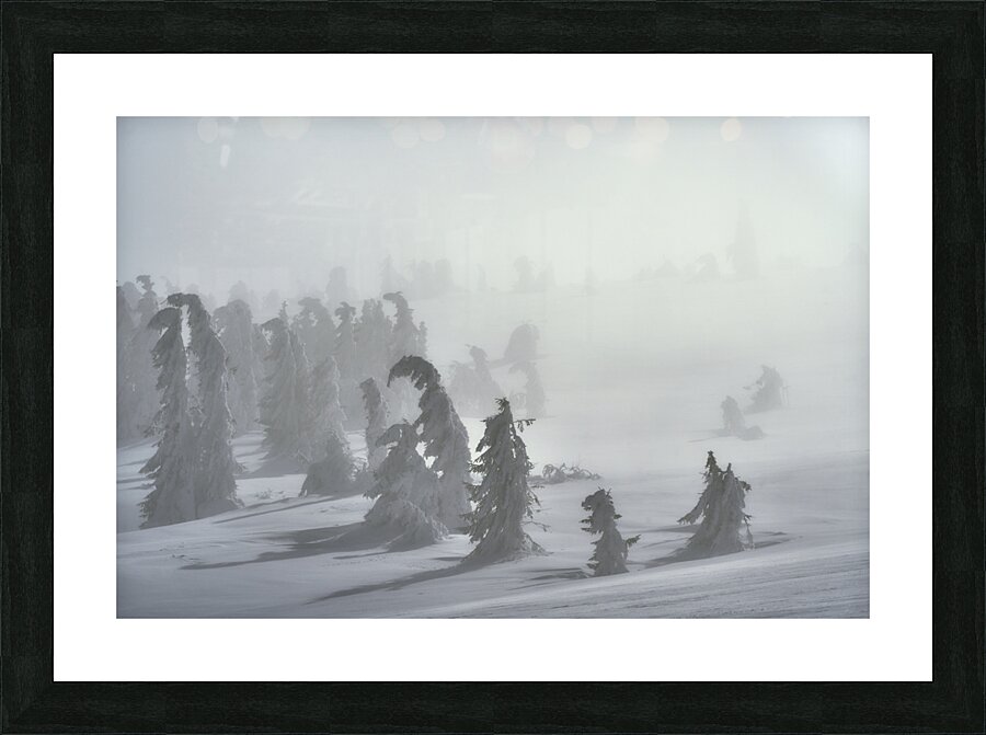 forest 23 W Picture Frame print