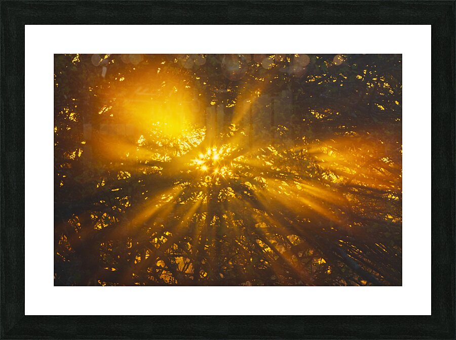 Light 3 Picture Frame print