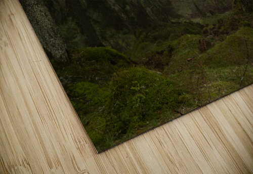 Forest 5 Andrei Lazar puzzle