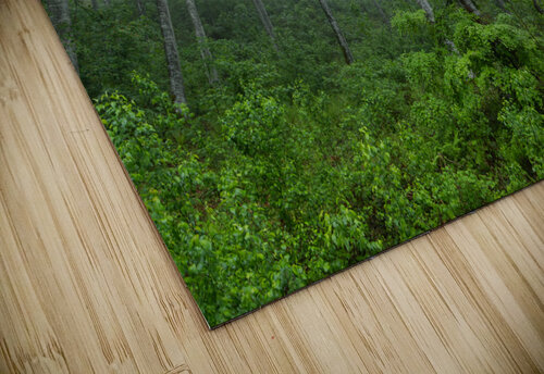 Forest 4 Andrei Lazar puzzle