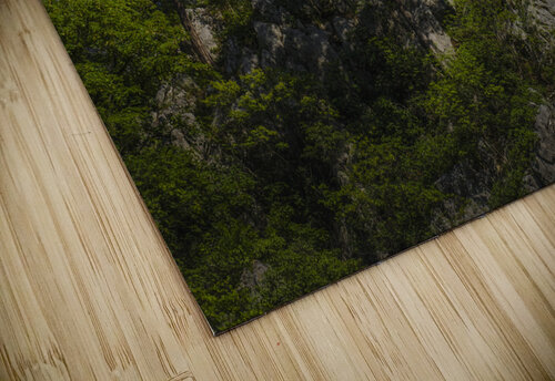 Forest 9 Andrei Lazar puzzle